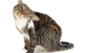 PET CHECK BLOG - Cat scratching due to fleas,