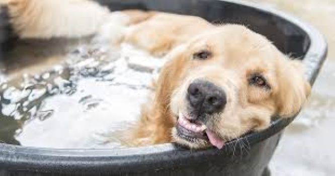 PET CHECK BLOG Dog cooling down in pool