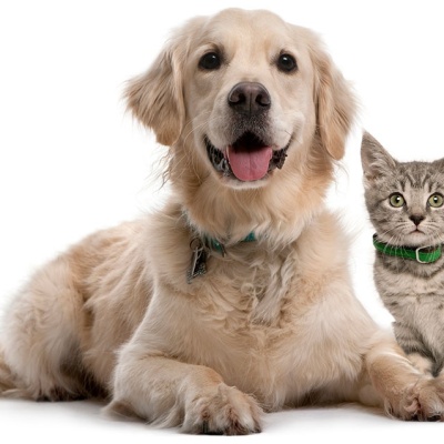 PET CHECK BLOG - Dog and cat sitting together