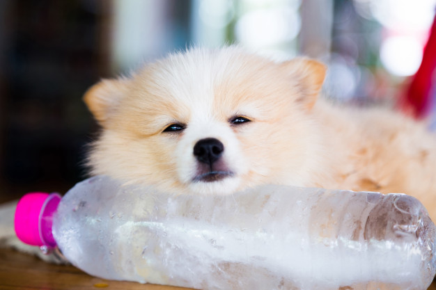 PET CHECK BLOG Pomeranian dog asleep on frozen bottle of water keeping cool