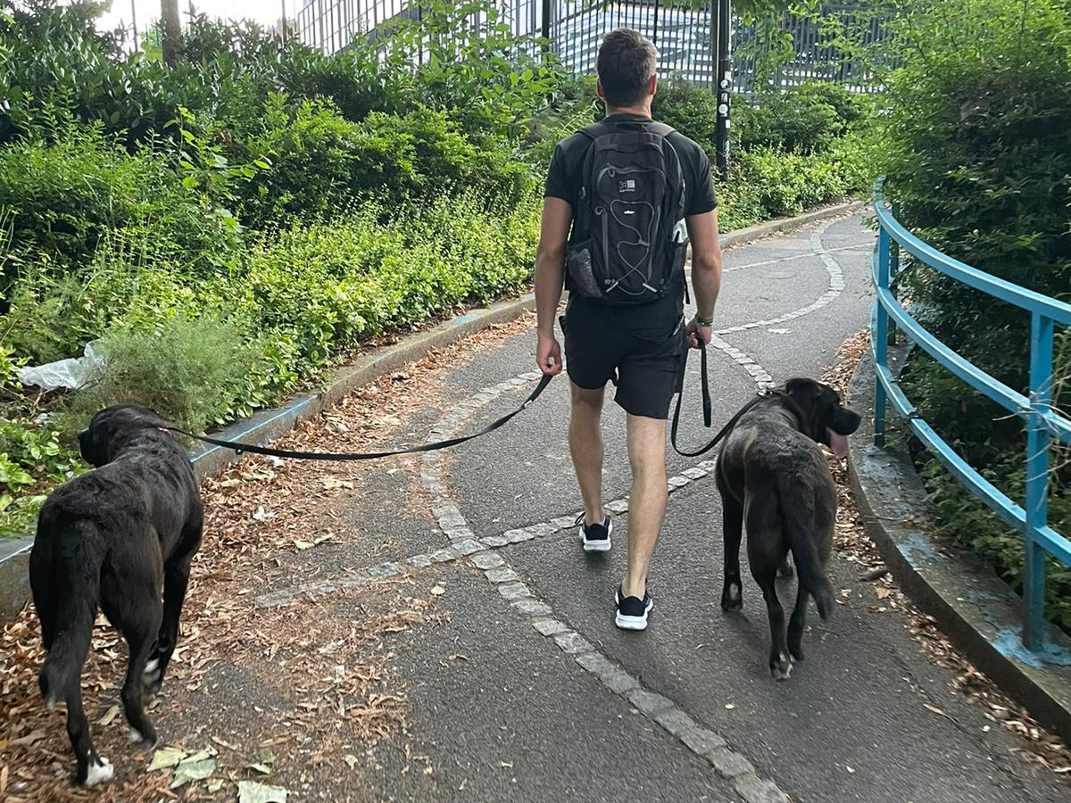 PET CHECK UK - Dog Walking - Man walking two dogs