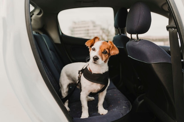 PET CHECK BLOG - Jack Russell Dog in harness in car