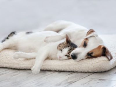 PET CHECK BLOG Dog and cat sleeping on a cushion