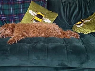 PET CHECK BLOG Cavapoo relaxing on new settee