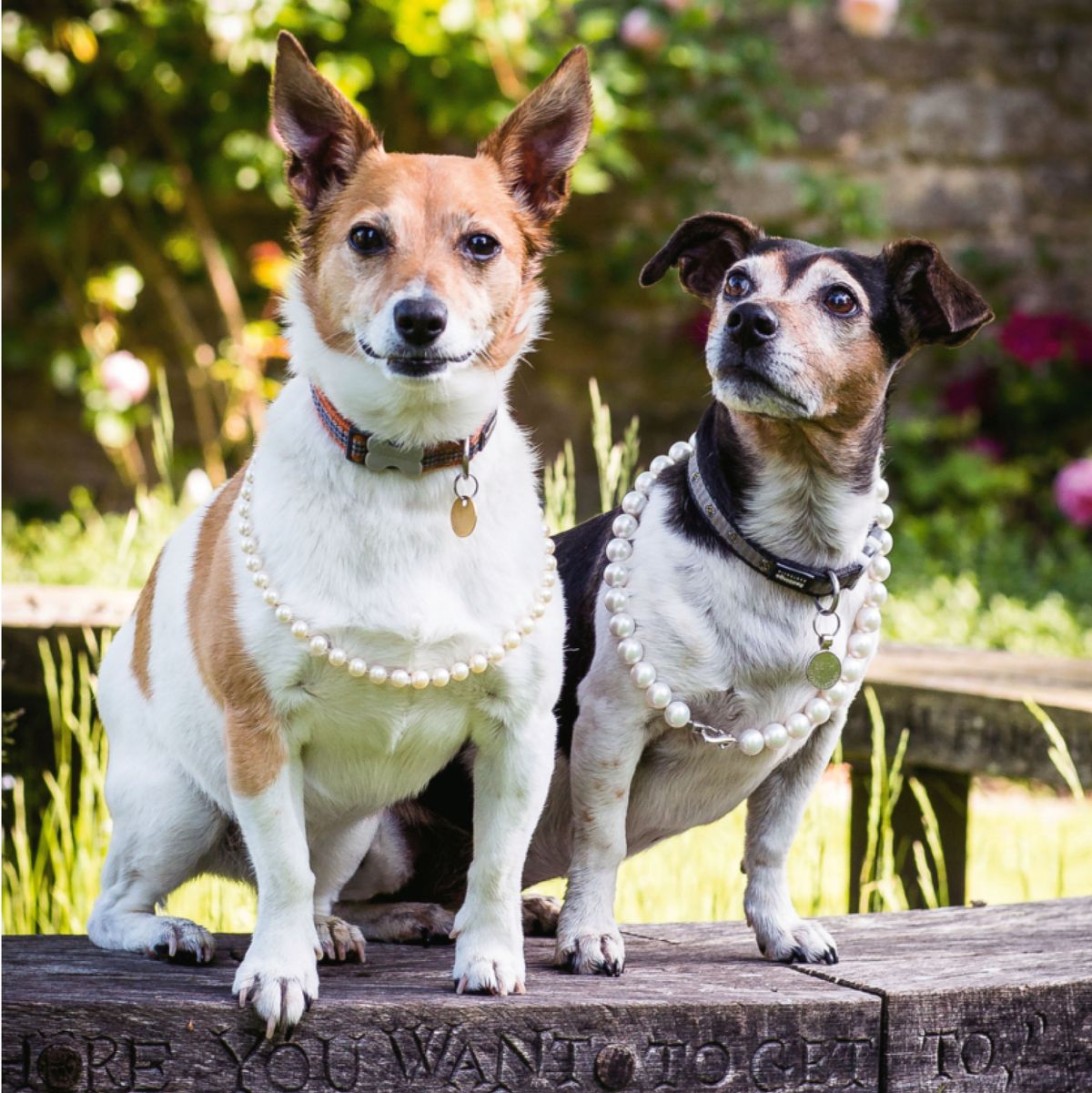 PET CHECK BLOG - Queen Camilla's rescue dogs